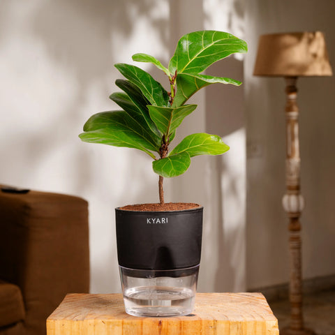 Fiddle Fig Plant