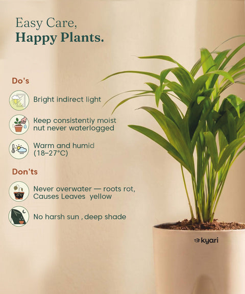 Areca Palm Plant With Self Watering Pot