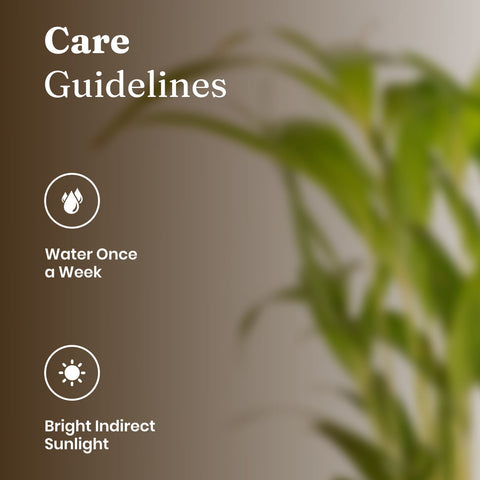 Areca Palm Plant with Medium Metal Self Watering Pot