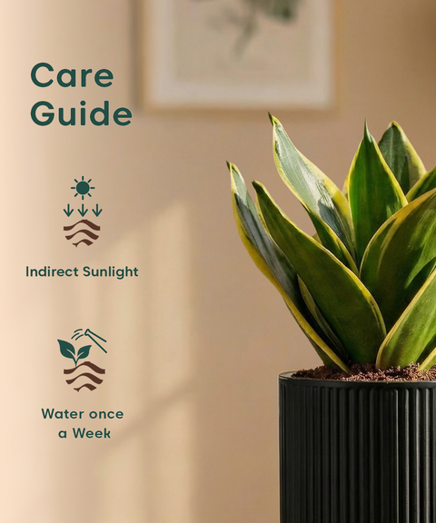 Golden Hahnii Snake Plant with Medium Self Watering Pot