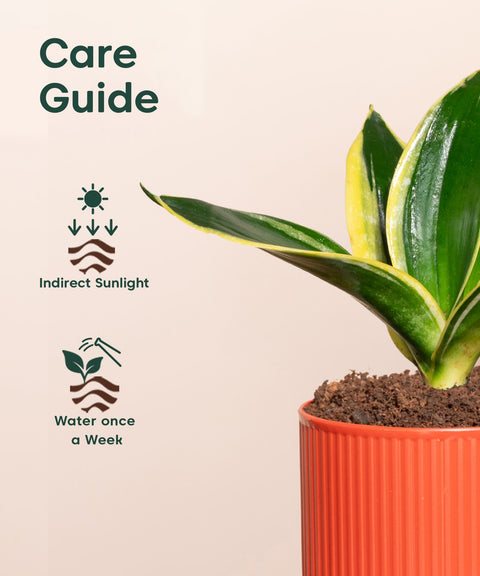 Golden Hahnii Snake Plant With Self Watering Pot