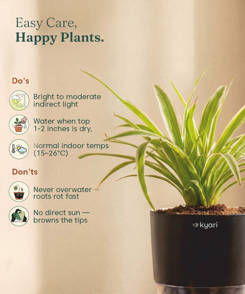 Spider Plant With Self Watering Pot