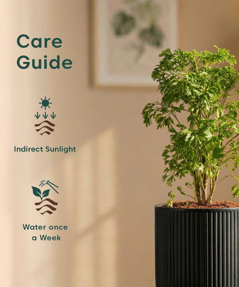 Aralia Green Plant with Medium Self Watering Pot