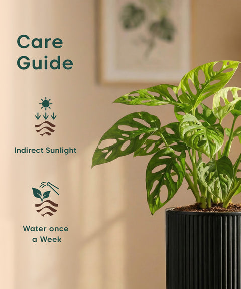 Philodendron Broken Heart Plant with Medium Self Watering Pot