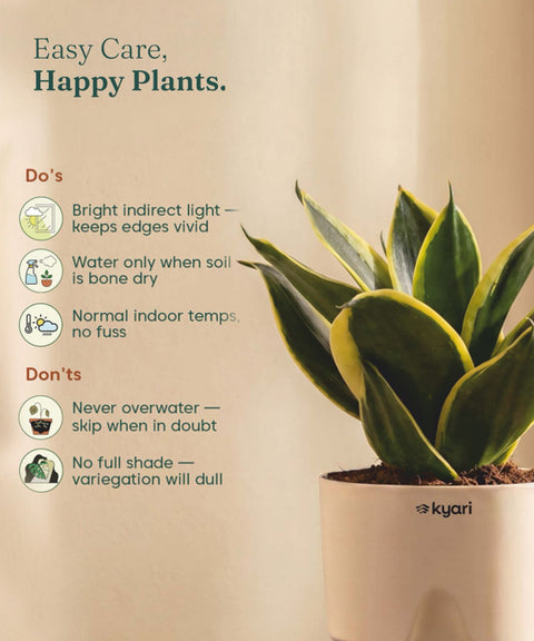 Golden Hahnii Snake Plant BYOB