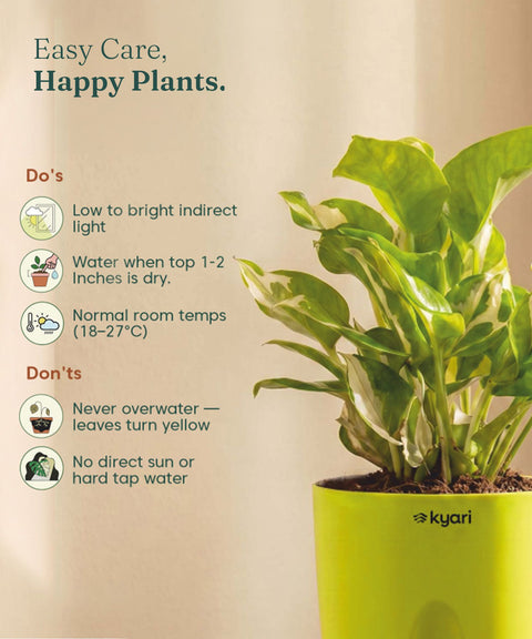 Money N'Joy Plant - BYOB