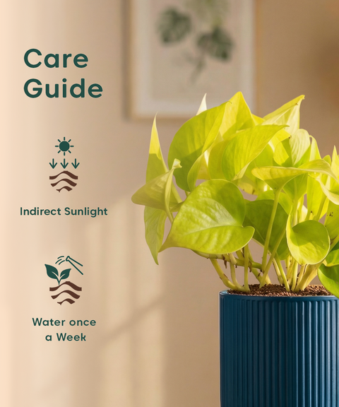 Golden Money Plant with Medium Self Watering Pot