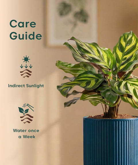 Peacock Plant with Medium Self Watering Pot