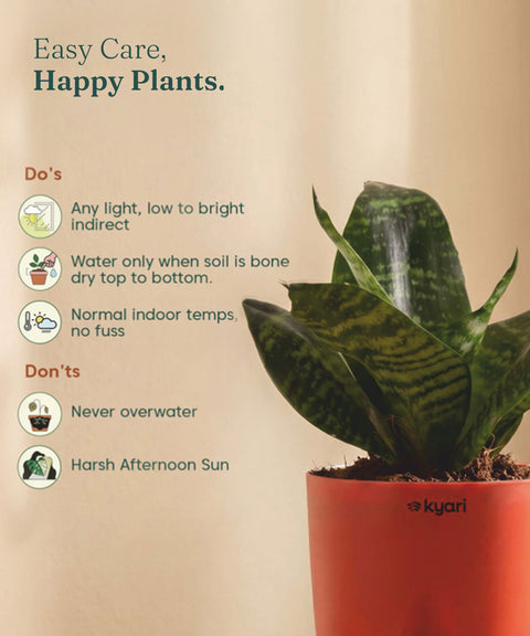 Green Snake Plant With Self Watering Pot
