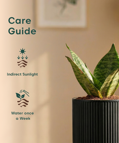 Green Snake Plant with Medium Self Watering Pot