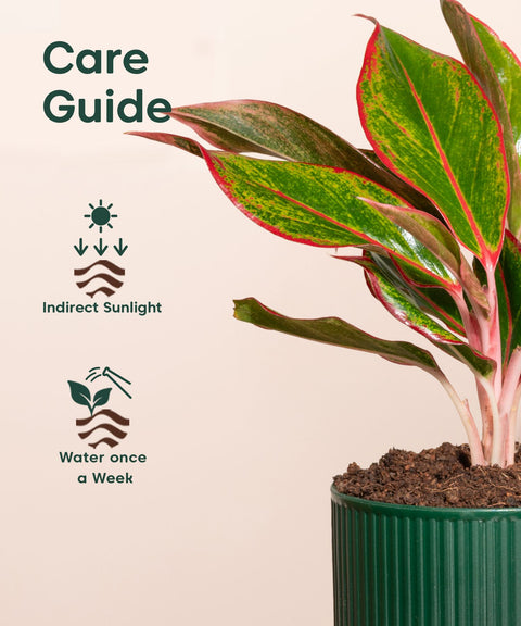 Aglaonema Lipstick Plant With Self Watering Pot