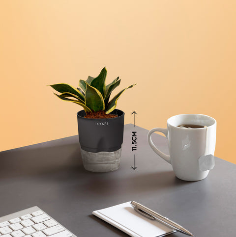 Set of 2 - Lucky Jade & Golden Hahnii Snake Plant