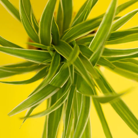 Spider Plant