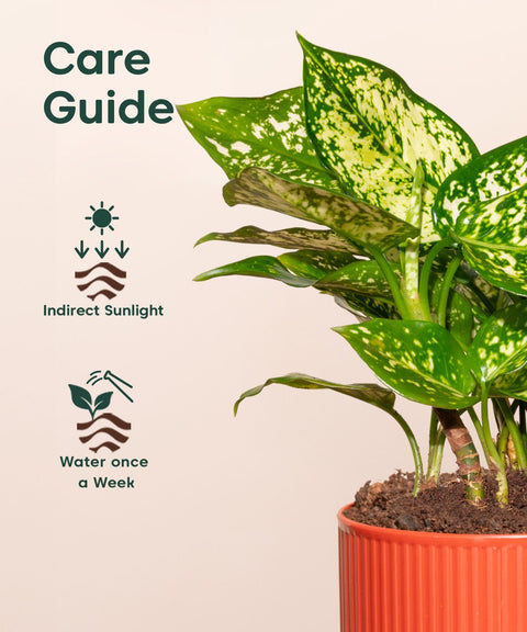 aglaonema snow white care Aglaonema Snow White Plant With Mylo Planter
