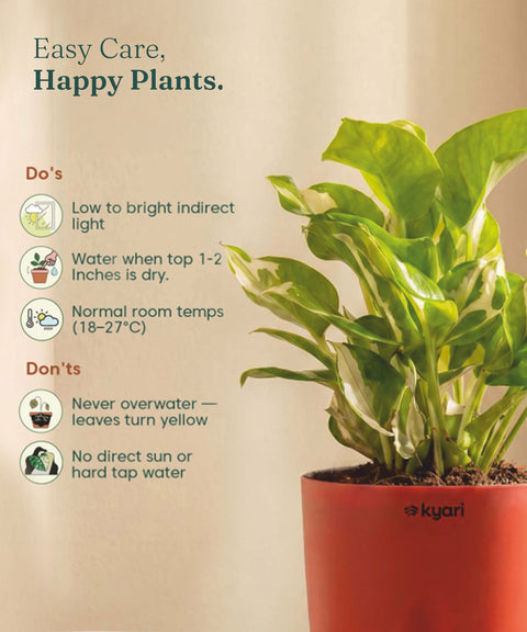 Money N'Joy Plant - BYOB