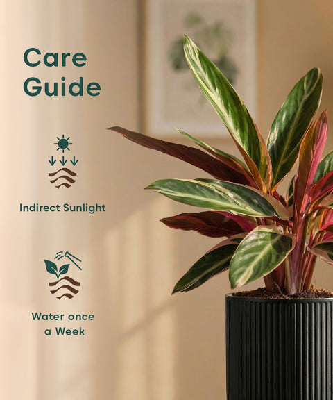 Calathea Triostar Plant with Medium Self Watering Pot