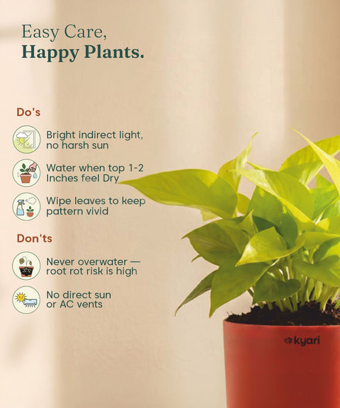 Golden Money Plant - BYOB