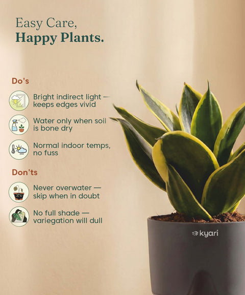 Golden Hahnii Snake Plant BYOB