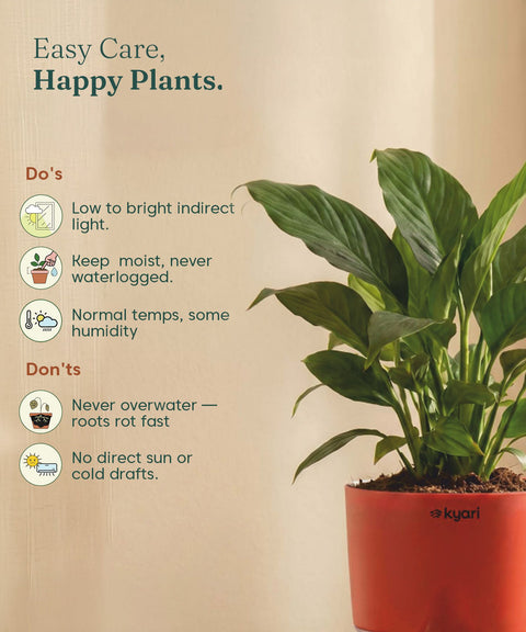 Peace Lily Plant - BYOB