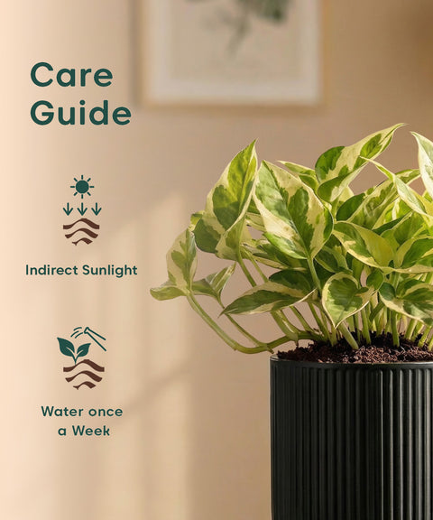 Money N'Joy Plant with Medium Self Watering Pot