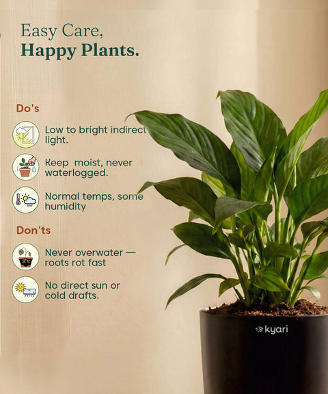 Peace Lily Plant - BYOB