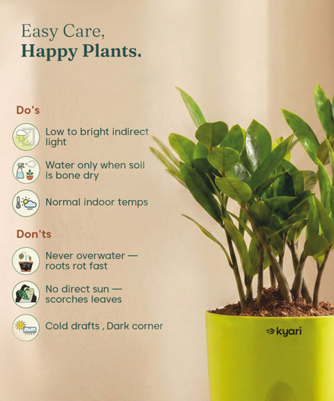Zamia Green - ZZ Plant With Self Watering Pot