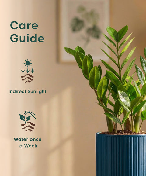 Zamia Green - ZZ Plant with Medium Self Watering Pot