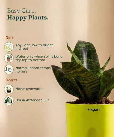 Green Snake Plant With Self Watering Pot