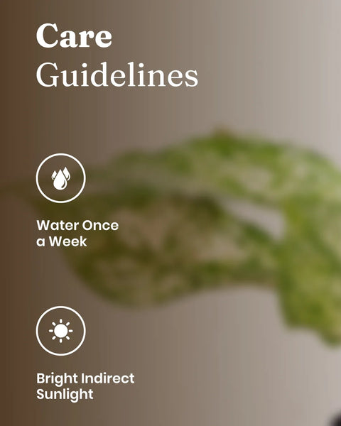 Aglaonema Snow White with Metal Self Watering Pot