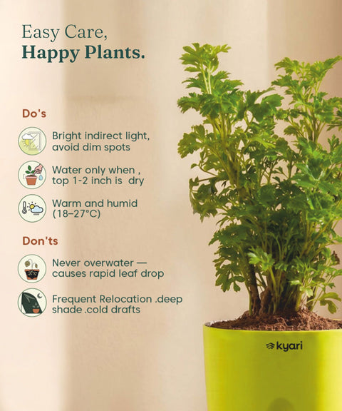 Aralia Green Plant With Self Watering Pot
