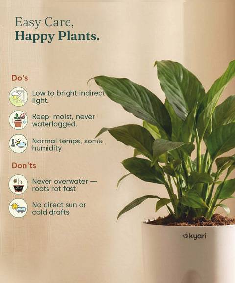 Peace Lily Plant - BYOB