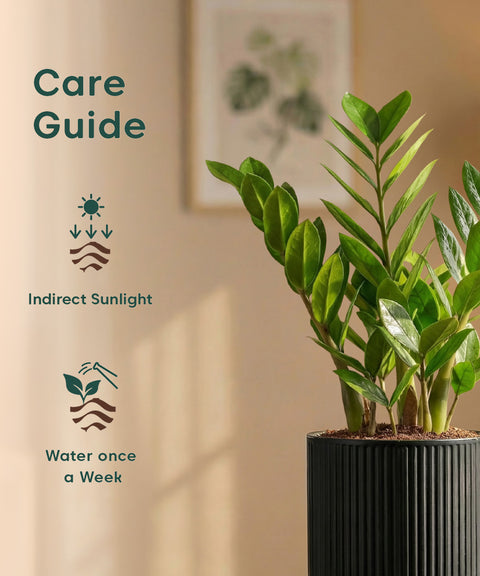 Zamia Green - ZZ Plant with Medium Self Watering Pot