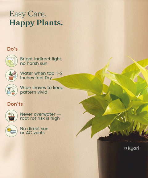 Golden Money Plant - BYOB