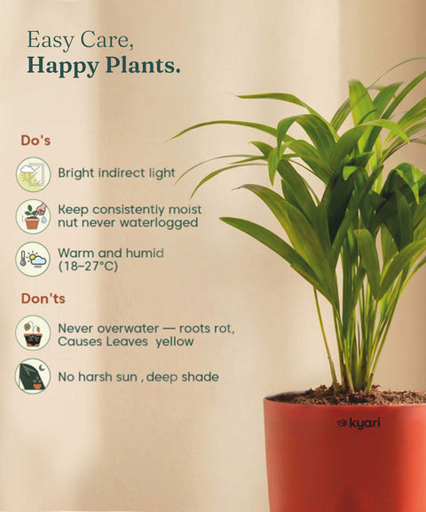 Areca Palm Plant With Self Watering Pot