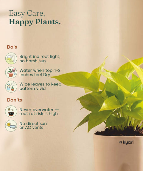 Golden Money Plant - BYOB