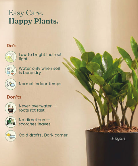 Zamia Green - ZZ Plant With Self Watering Pot