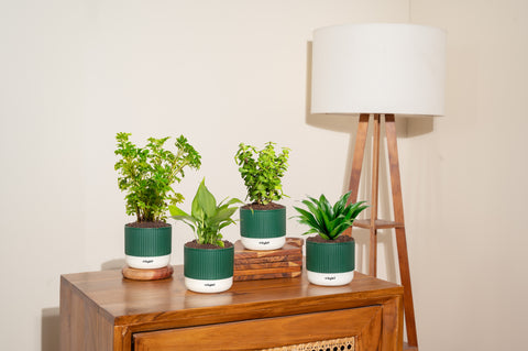 Set of 4 Mylo - Lucky Jade, Peace Lily, Dracaena Compacta, Aralia Green