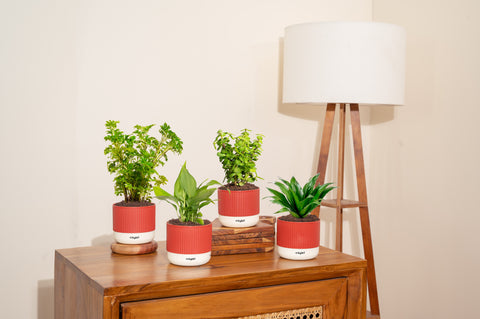 Set of 4 Mylo - Lucky Jade, Peace Lily, Dracaena Compacta, Aralia Green