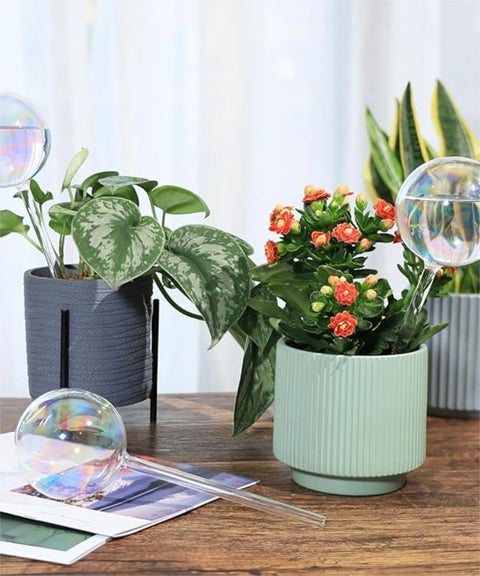 Plant Watering Globe - BYOB