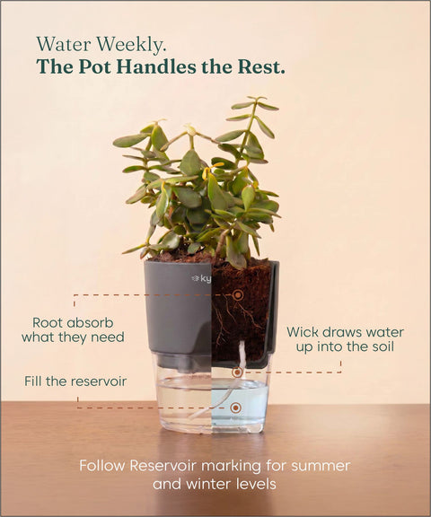 Aralia Green Plant With Self Watering Pot