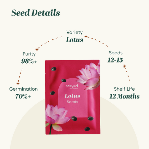 buy lotus flower seeds Lotus Flower Seeds (Pink, Pack of 10 g)