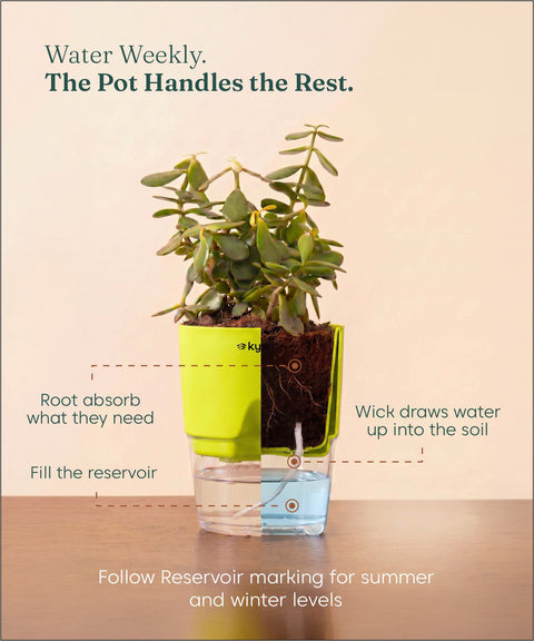 Areca Palm Plant With Self Watering Pot