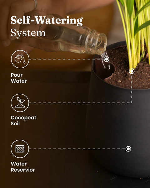 Aglaonema Snow White with Metal Self Watering Pot