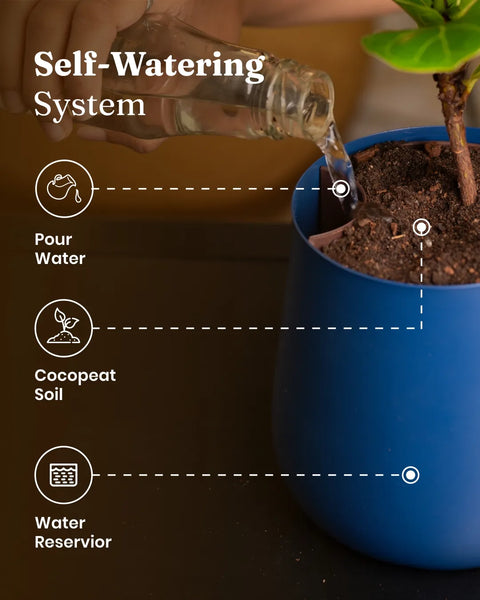 zz plant self watering pot ZZ Green with Metal Self Watering Pot – Kyari.co