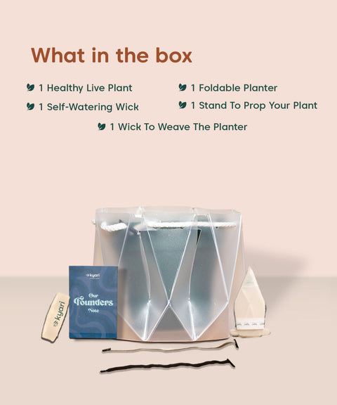 Song Of India Plant With Repot