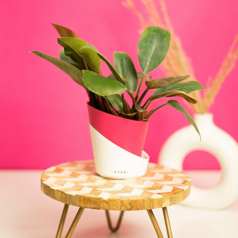 Philodendron Red Plant