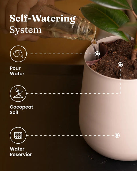 Aglaonema Snow White with Metal Self Watering Pot