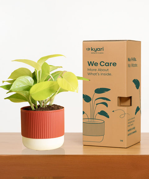 Philodendron Broken Heart Plant With Mylo planter
