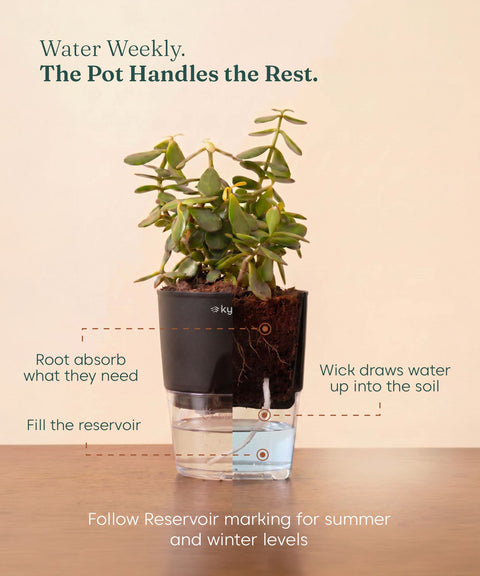 Spider Plant With Self Watering Pot