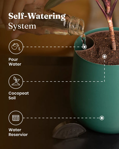 Aglaonema Lipstick Plant with Self Watering Planter